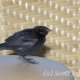 blackbird_shouldered_tawny_jar_h_0468_cub1193.jpg